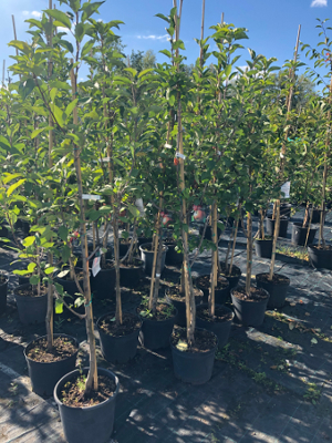 Саженцы плодовые в контейнерах