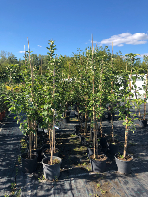 Саженцы плодовые в контейнерах