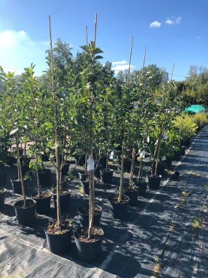 Саженцы плодовые в контейнерах