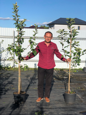 Саженцы плодовые в контейнерах