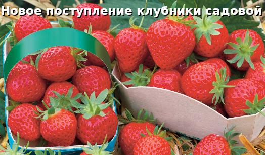 Новое поступление клубники садовой