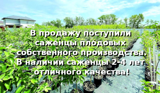 Саженцы плодовых собственного производства