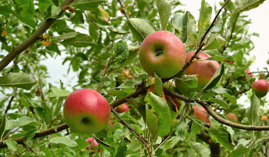 Сельскохозяйственная выставка