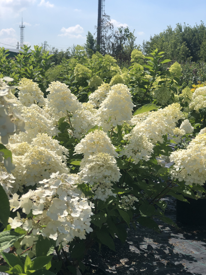 Цветущая гортензия