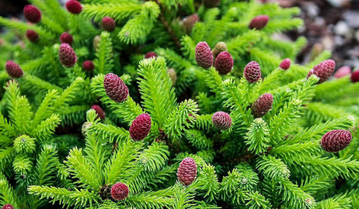 Хвойные растения