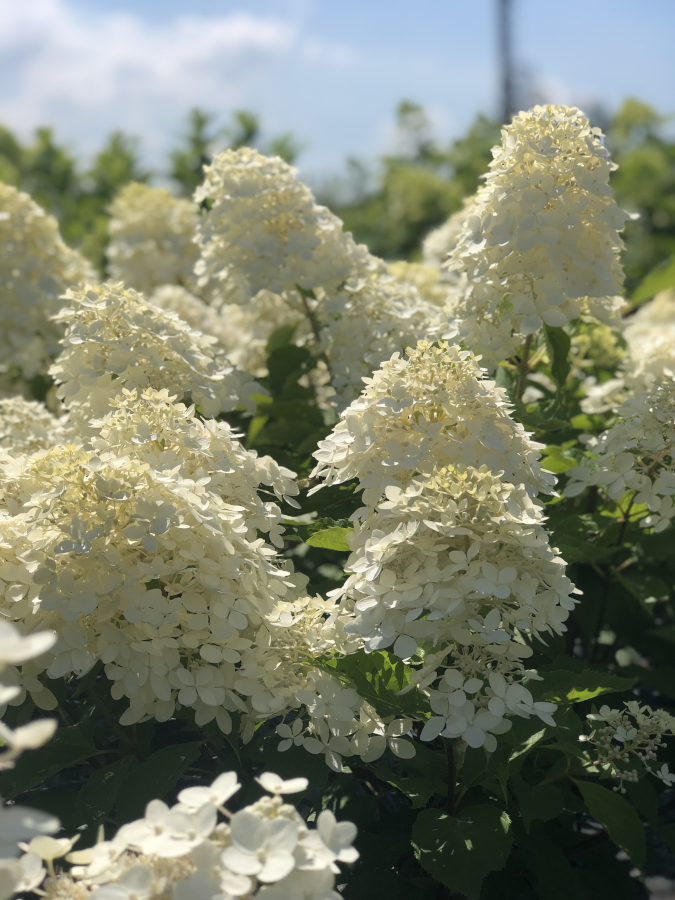 Цветущая гортензия