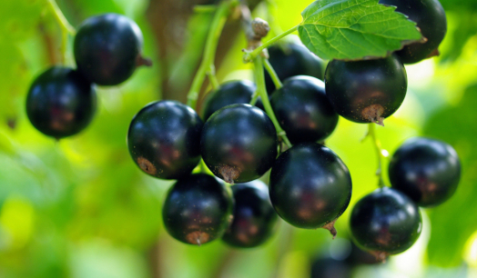 день Дачника