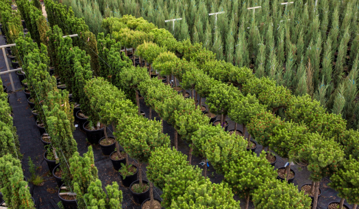 Новые поступления растений