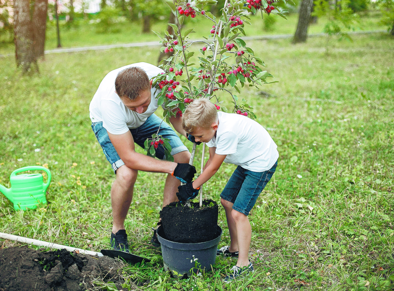 Здоровые саженцы