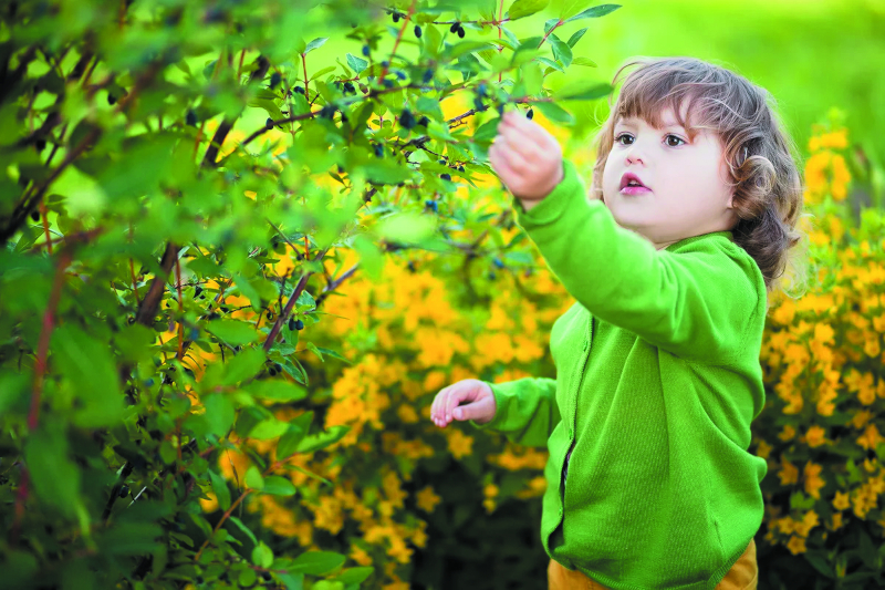 План садовых работ в июне