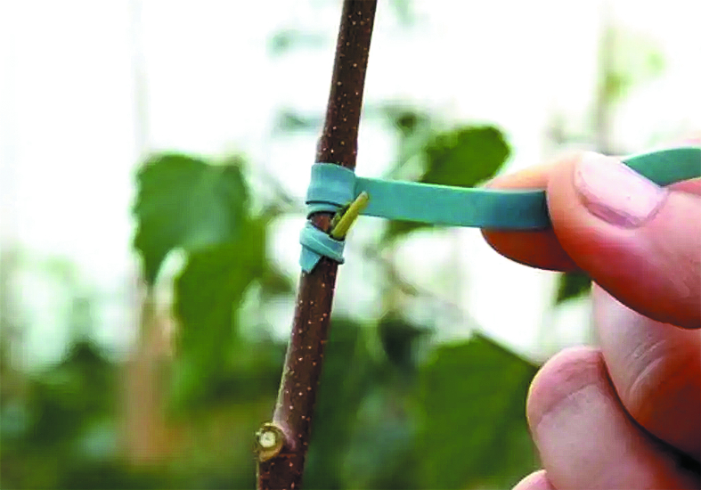 Садовые работы на апрель