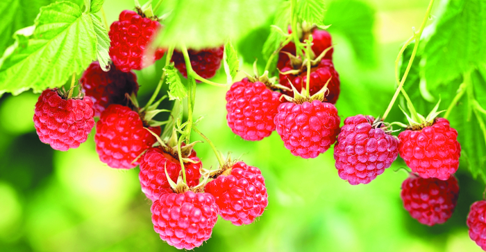 Новый сад без затрат