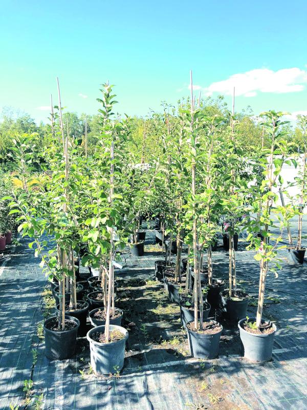 План садовых работ в октябре