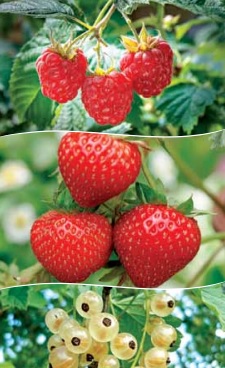 Сажаем местное