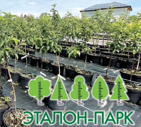 Свои не подводят: покупаем местные саженцы!