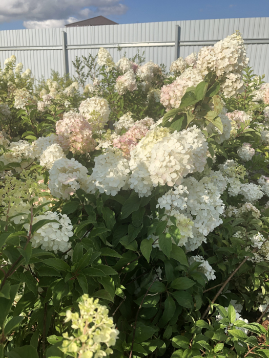 В августе...