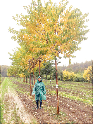 черемуха Маака