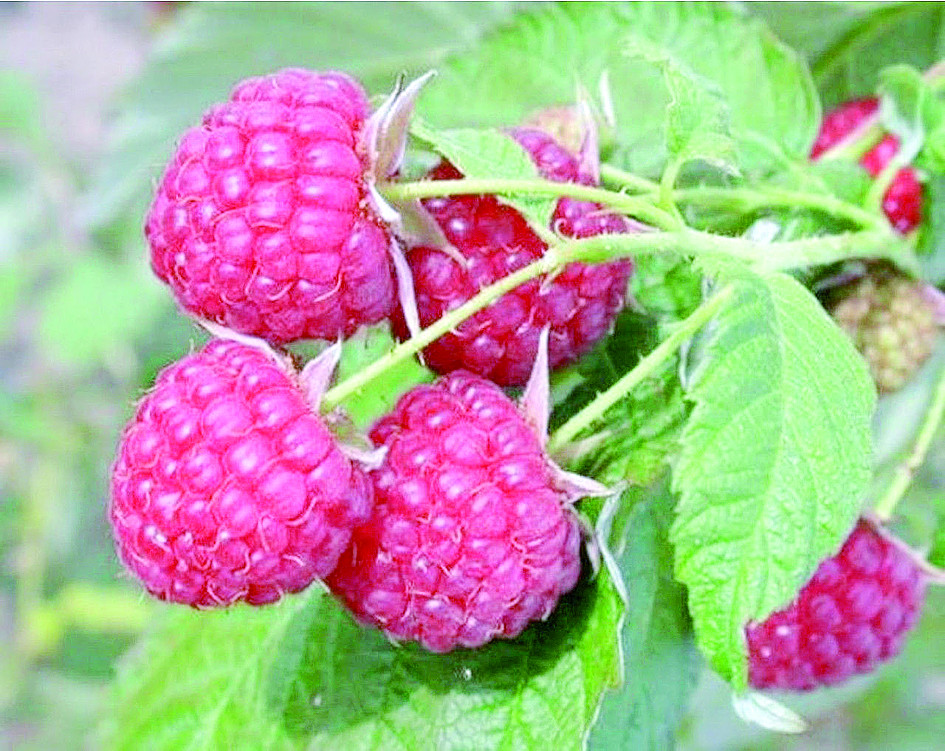 Малина летняя «Награда», «Бальзам»