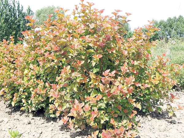 Пузыреплодник калинолистный «Диабл Дор»