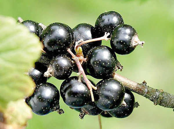 Смородина черная «Черный Жемчуг»