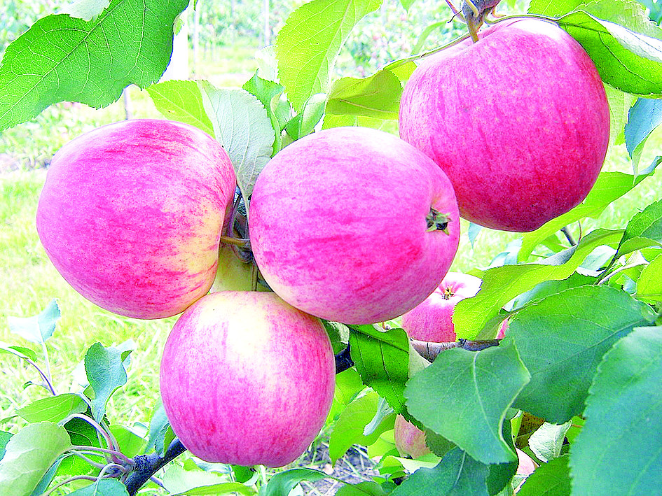 Яблони разных сортов (Спартак, Северный Синап, Дочь папировки, Орлик, Мелба)