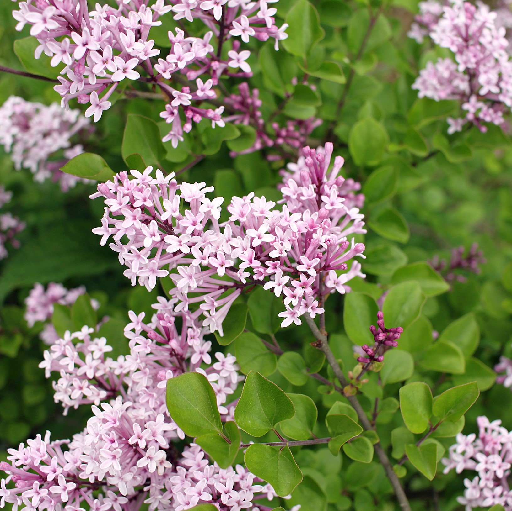 Сирень Мейера (Syringa Meyeri)