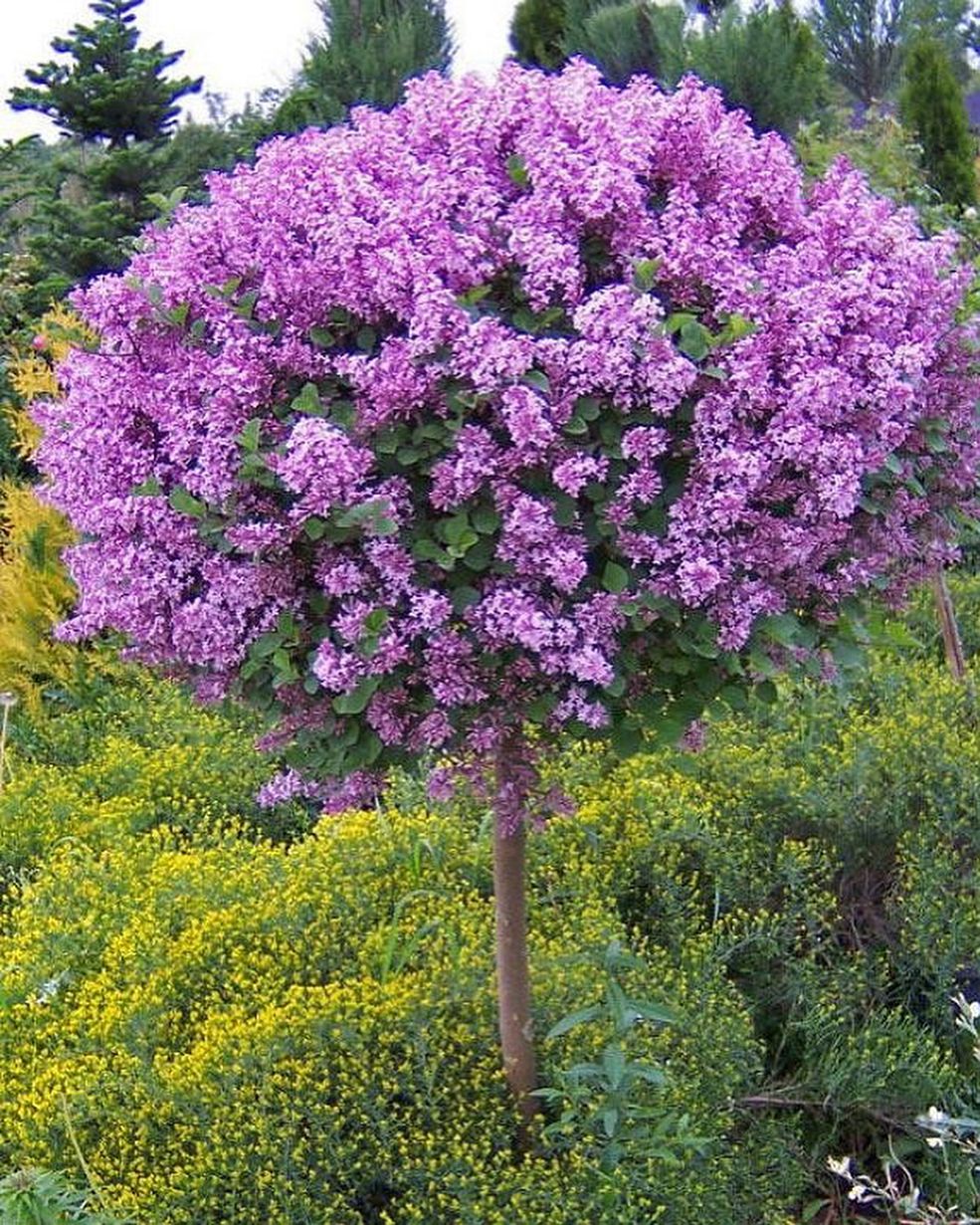 Сирень Мейера (Syringa Meyeri)