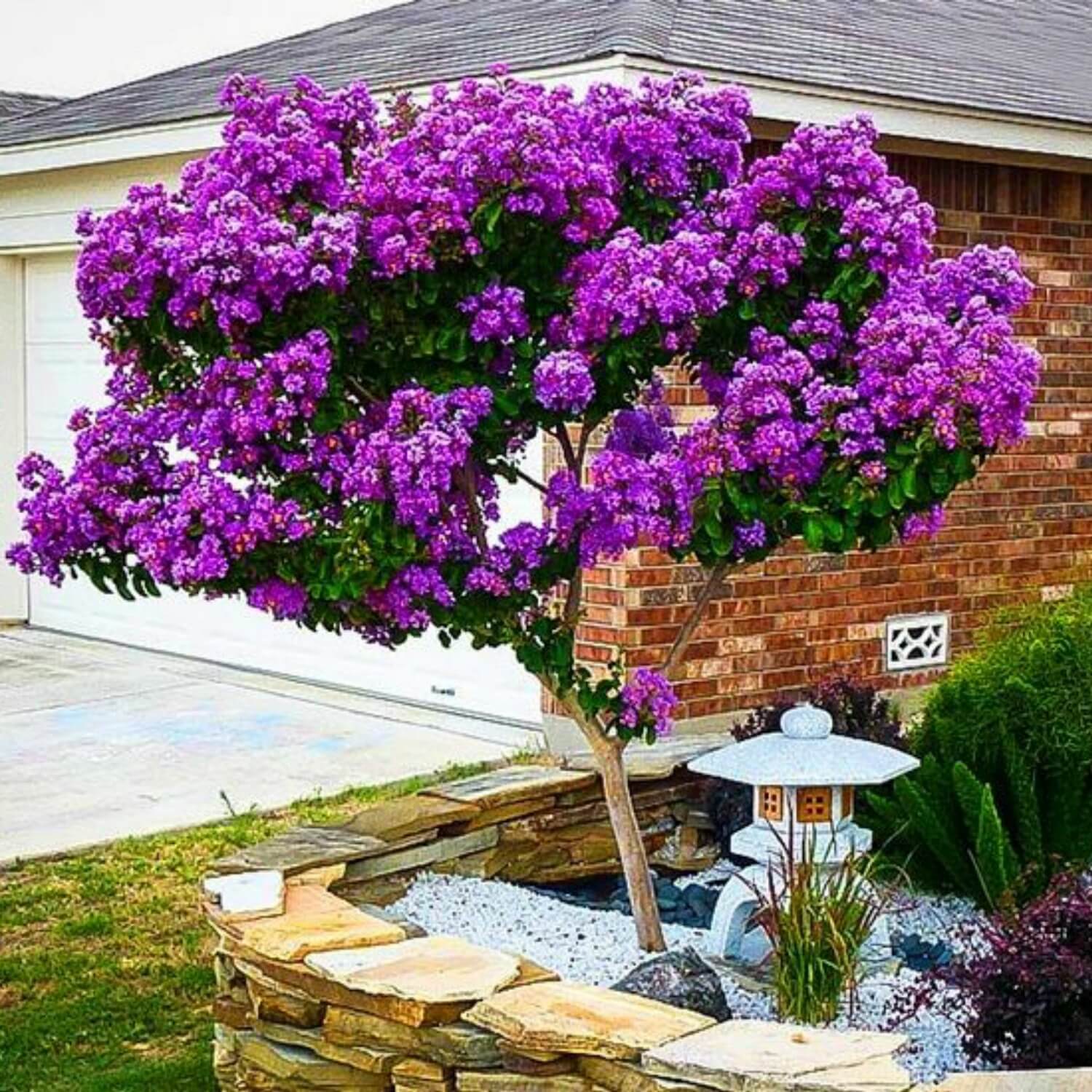 Сирень Мейера (Syringa Meyeri)