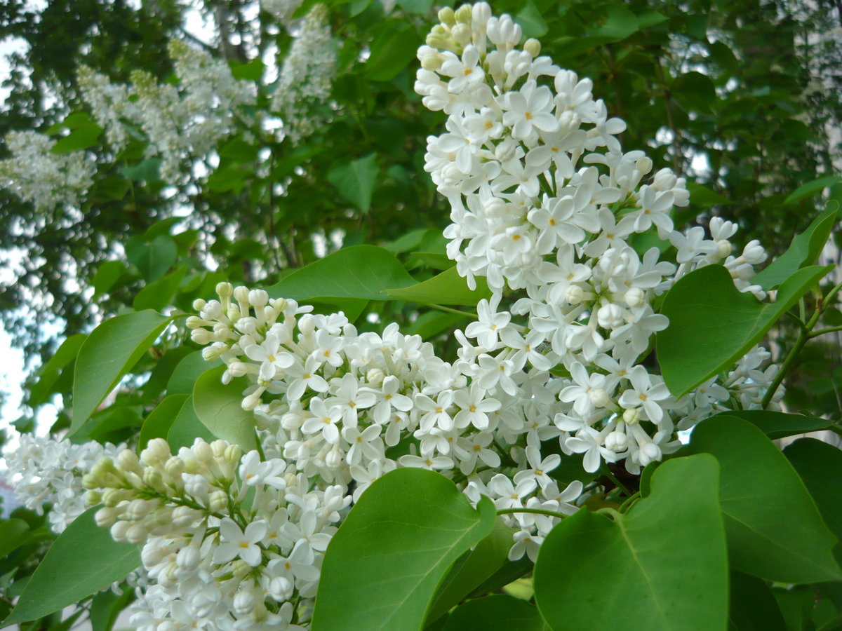 Сирень амурская