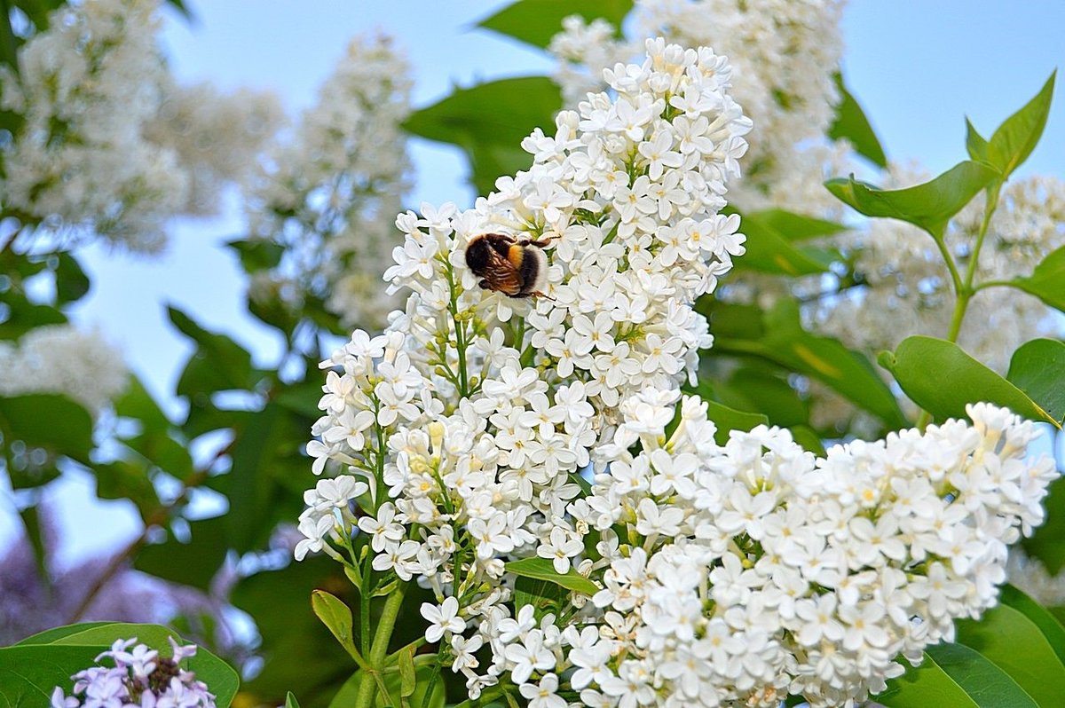 Сирень амурская