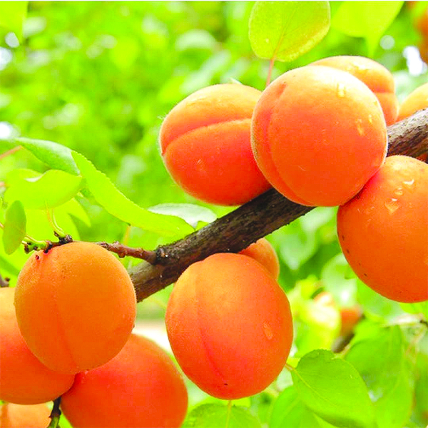 Абрикос Добеле