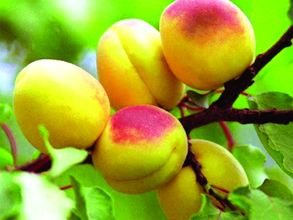 Абрикос Орловчанин