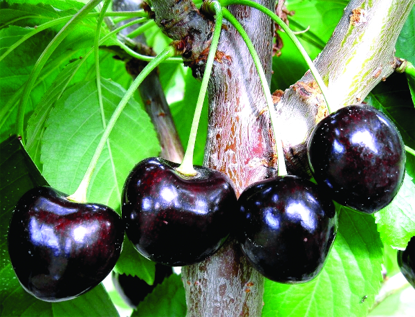 Черешня Ипуть