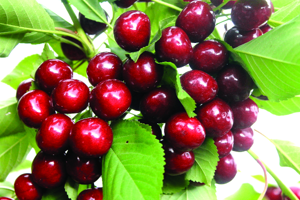 Черешня Ревна