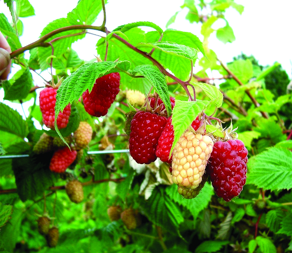 Малина Каскад Делайт