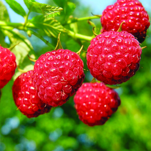 Малина Октавия