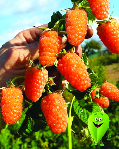 Малина Оранжевое чудо