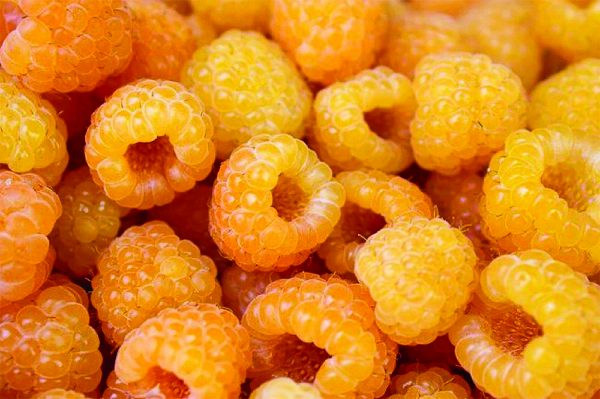 Малина Золотая осень