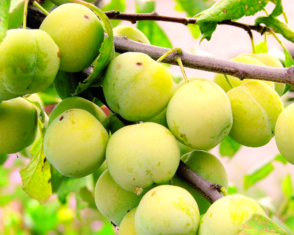 Слива Ренколд Колхозный