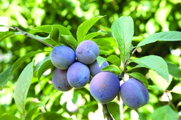 Слива Венгерка Московская (Царицынская)