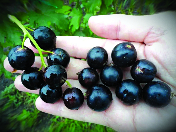 Смородина Литвиновская