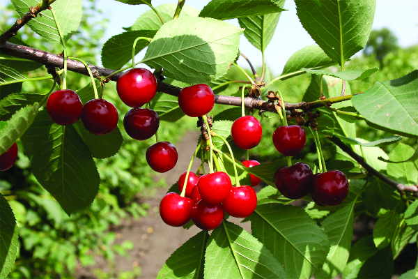 Вишня Десертная Морозовой