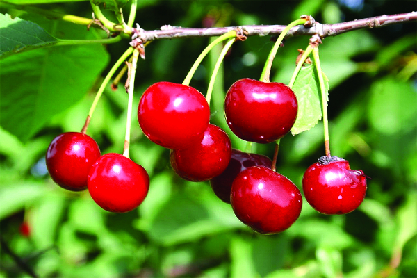 Вишня Малиновка