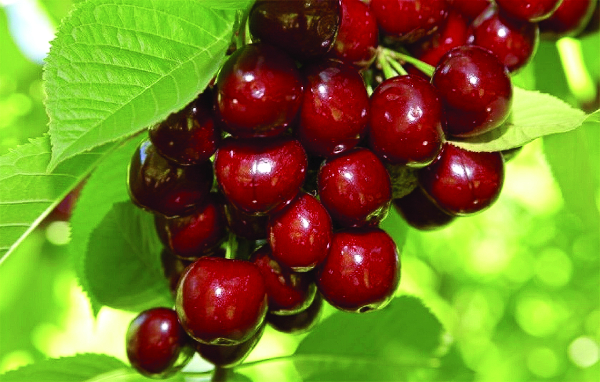 Вишня Молодежная