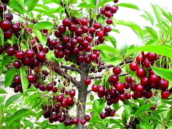 Вишня Тургеневская