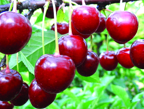 Вишня Волочаевская