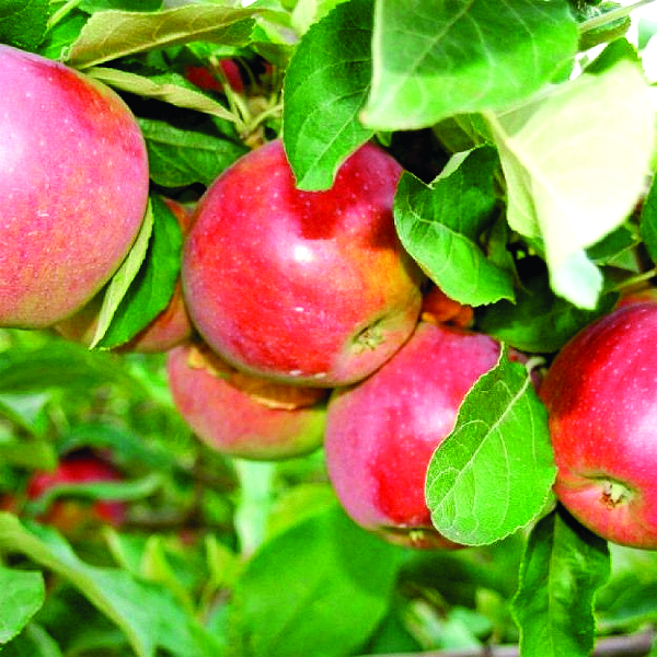 Яблоня Беркутовское