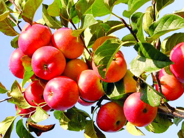 Яблоня Женева
