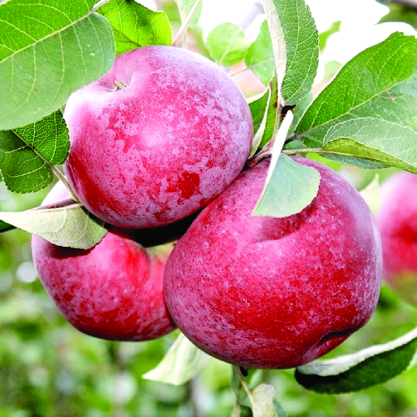 Яблоня Лобо