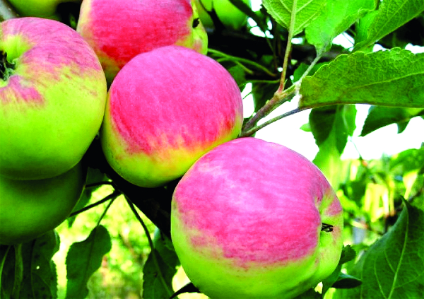 Яблоня Мантет